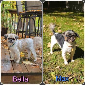 Rescue Shih Tzu Dogs for Adoption in Traverse City, Michigan - Bella And Max (1 Female/1 Male) | PetCurious
