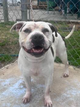 Roxy -  Pit Bull Terrier Dog for Adoption in Russellville, Kentucky - Roxy | PetCurious