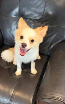 Pomeranian and Husky Dogs Available for Adoption in Huntington, New York - Kai | PetCurious