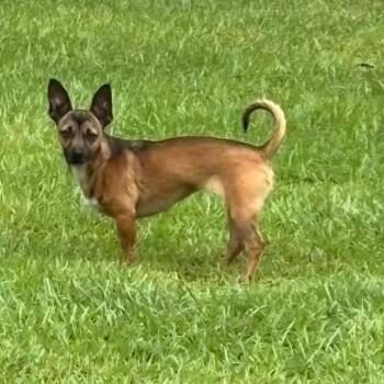 Sweet Pea -  Chihuahua and Dachshund Dog for Adoption in Hinesville, Georgia - Sweet Pea | PetCurious