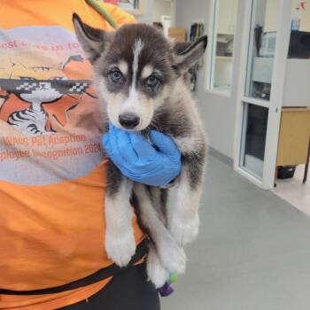 Davis -  Husky Dog for Adoption in Westminster, California - Davis | PetCurious