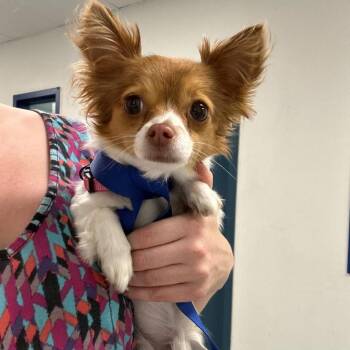 Paris -  Chihuahua Dog for Adoption in Philadelphia, Pennsylvania - Paris | PetCurious