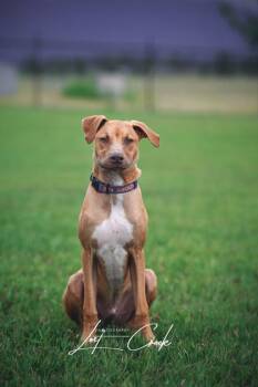 Brody -  Mixed Breed Dog for Adoption in Kalispell, Montana - Brody | PetCurious