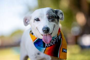 Luna -  Dachshund and Terrier Dog for Adoption in Santa Rosa, California - Luna | PetCurious