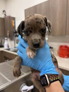 Catahoula Leopard Dog Dogs Available for Adoption in Baytown, Texas - EVEREST | PetCurious