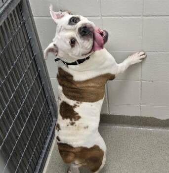 GERALDINE -  American Bulldog and Mixed Breed Dog for Adoption in Omaha, Nebraska - GERALDINE | PetCurious
