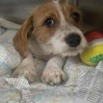 Jaxson -  Wire Fox Terrier Dog for Adoption in Sanford, North Carolina - Jaxson | PetCurious