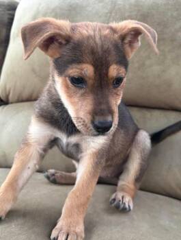 Terrier Dogs Available for Adoption in San Tan Valley, Arizona - Georgina | PetCurious