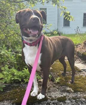 Cassie -  Pit Bull Terrier Dog for Adoption in Pembroke, Massachusetts - Cassie | PetCurious