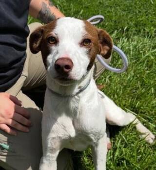 Amelia -  Pointer and Jack Russell Terrier Dog for Adoption in Washington, District Of Columbia - Amelia | PetCurious