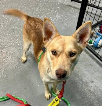 Husky and German Shepherd Dog Dogs Available for Adoption - Rosie | PetCurious