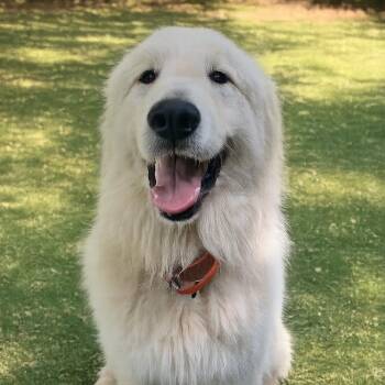 Boomer -  Great Pyrenees Dog for Adoption in Roswell, Georgia - Boomer | PetCurious