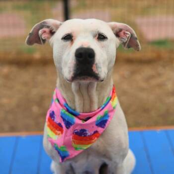 BETTY -  Staffordshire Bull Terrier Dog for Adoption in San Antonio, Texas - BETTY | PetCurious