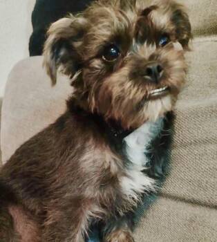 Skye -  Wirehaired Terrier Dog for Adoption in Camp Pendleton North, California - Skye | PetCurious