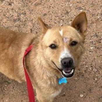 Cattle Dog Dogs Available for Adoption in Kanab, Utah - Maxie | PetCurious