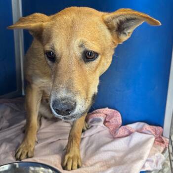 Rescue Mixed Breed Dogs for Adoption in Las Cruces, New Mexico - Maisy | PetCurious