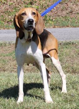 Ruby 44163 -  Treeing Walker Coonhound Dog for Adoption in Prattville, Alabama - Ruby 44163 | PetCurious