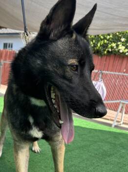 Jack -  Belgian Shepherd Malinois and Husky Dog for Adoption in Burbank, California - Jack | PetCurious