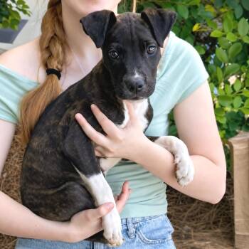Tommy Tube Socks -  Terrier Dog for Adoption in Helena, Alabama - Tommy Tube Socks | PetCurious
