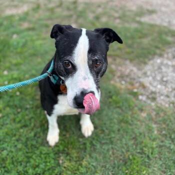 Starla -  Labrador Retriever and Mixed Breed Dog for Adoption in Springfield, Missouri - Starla | PetCurious