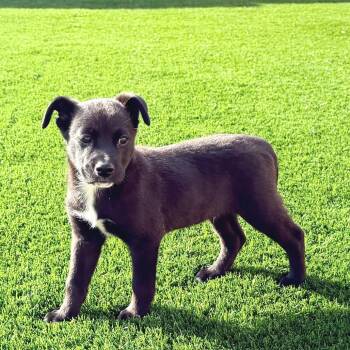 Zion -  Black Labrador Retriever Dog for Adoption in La Grange, Kentucky - Zion | PetCurious