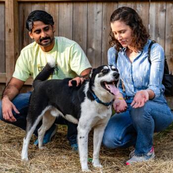 Poppy -  Mixed Breed Dog for Adoption in Houston, Texas - Poppy | PetCurious