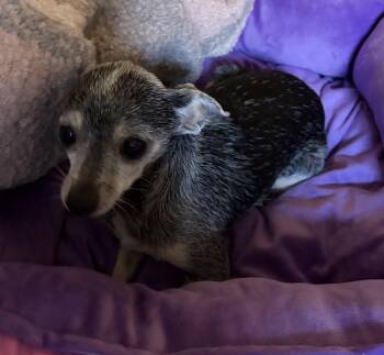 Rescue Chihuahua Dogs for Adoption in Albuquerque, New Mexico - Luanna | PetCurious