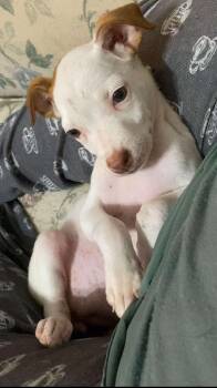 Rescue Terrier Dogs for Adoption in Sheboygan, Wisconsin - Cutie PIe | PetCurious