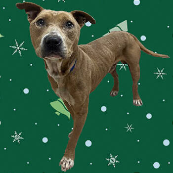 Rescue Pit Bull Terrier Dogs for Adoption in Tuscaloosa, Alabama - TUSC-Stray-82672 | PetCurious