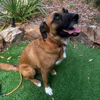 Mixed Breed Dogs Available for Adoption in Gainesville, Florida - Smokey | PetCurious