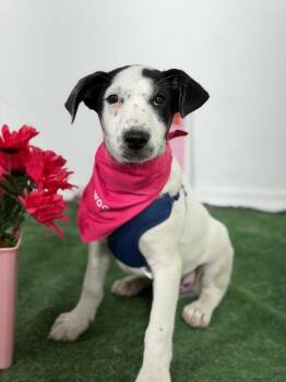 Winston-One of our Amazing Rescue Dogs -  Dalmatian and Mixed Breed Dog for Adoption in Carlsbad, California - Winston-One Of Our Amazing Rescue Dogs | PetCurious