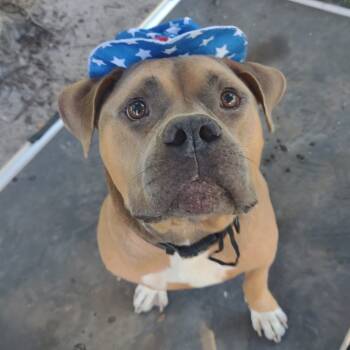 Rescue Pit Bull Terrier Dogs for Adoption in Port Richey, Florida - Peeta | PetCurious