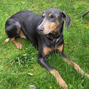 Doberman Pinscher Dogs Available for Adoption - Iris | PetCurious