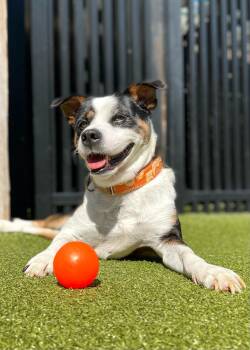 Rescue Shepherd Dogs for Adoption in Ridgeland, South Carolina - Oakley | PetCurious