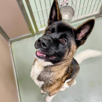 Baby Swiss -  Akita Dog for Adoption in Lyndhurst, Virginia - Baby Swiss | PetCurious