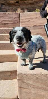 Dachshund and Australian Cattle Dog Blue Heeler Dogs Available for Adoption - Lady Pati | PetCurious