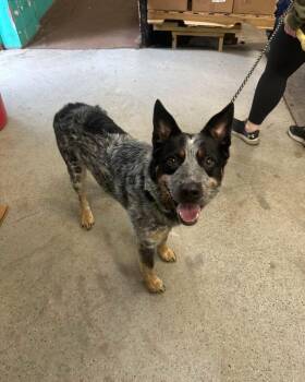 Otis -  Australian Cattle Dog Blue Heeler Dog for Adoption in Hop Bottom, Pennsylvania - Otis | PetCurious