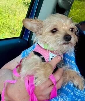Spryte -  Terrier and Mixed Breed Dog for Adoption in Oak Creek, Wisconsin - Spryte | PetCurious
