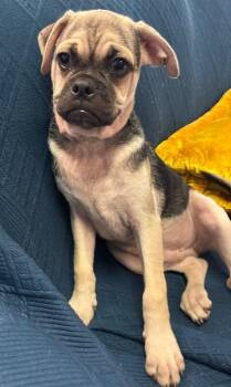 Lug -  Pug Dog for Adoption in Los Angeles, California - Lug | PetCurious