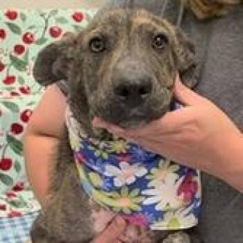 Charlotte -  Shepherd and Mixed Breed Dog for Adoption in Tampa, Florida - Charlotte | PetCurious