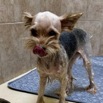 Bentley -  Miniature Dachshund Dog for Adoption in Poplar Bluff, Missouri - Bentley | PetCurious
