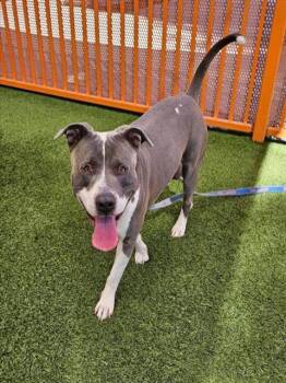 Rescue Pit Bull Terrier Dogs for Adoption in Las Vegas, Nevada - MOON | PetCurious