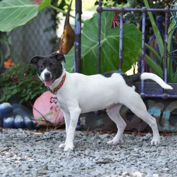 Oops -  Terrier Dog for Adoption in Wake Forest, North Carolina - Oops | PetCurious