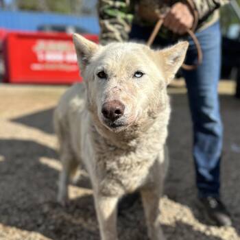 Husky Dogs Available for Adoption - Tap Water | PetCurious