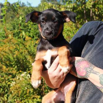 CT Betsy -  German Shepherd Dog and Mixed Breed Dog for Adoption in Eastford, Connecticut - CT Betsy | PetCurious