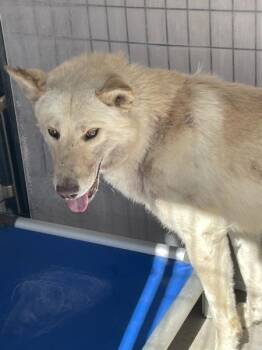 Leonard -  Siberian Husky and Shepherd Dog for Adoption in Victorville, California - Leonard | PetCurious