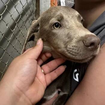 Rhinestone Cowboy -  Weimaraner and Mixed Breed Dog for Adoption in Austin, Texas - Rhinestone Cowboy | PetCurious