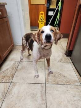 Rescue Mixed Breed Dogs for Adoption in Cincinnati, Ohio - Panama | PetCurious