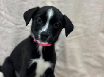 Labrador Retriever and Mixed Breed Dogs Available for Adoption - Lisa | PetCurious