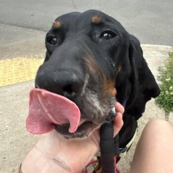 Coonhound and Mixed Breed Dogs Available for Adoption in Richmond, Virginia - Jose | PetCurious